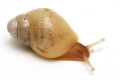 Lissachatina iredalei albino shell juvenil